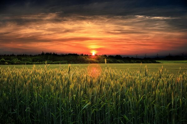 Pôr do sol quente nos campos de trigo