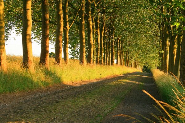 O caminho misterioso para a floresta dos contos de fadas