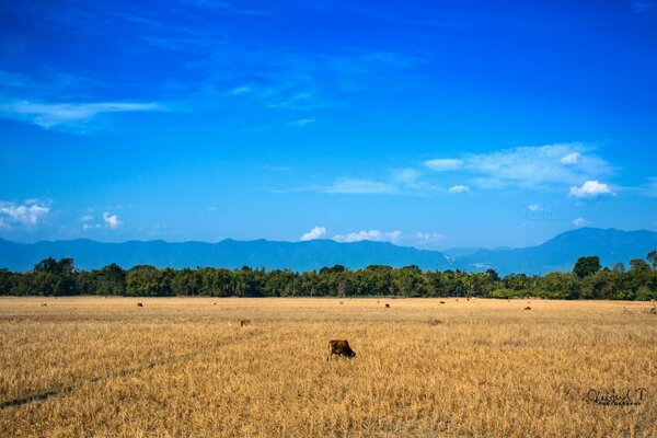 Agricultura ao ar livre