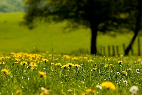 Paisagens de campos de feno rurais
